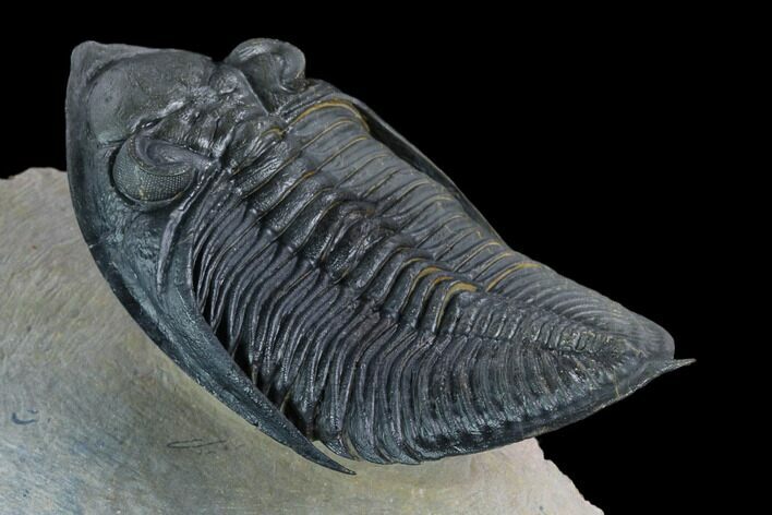 Zlichovaspis Trilobite - Stunning Preparation #125093